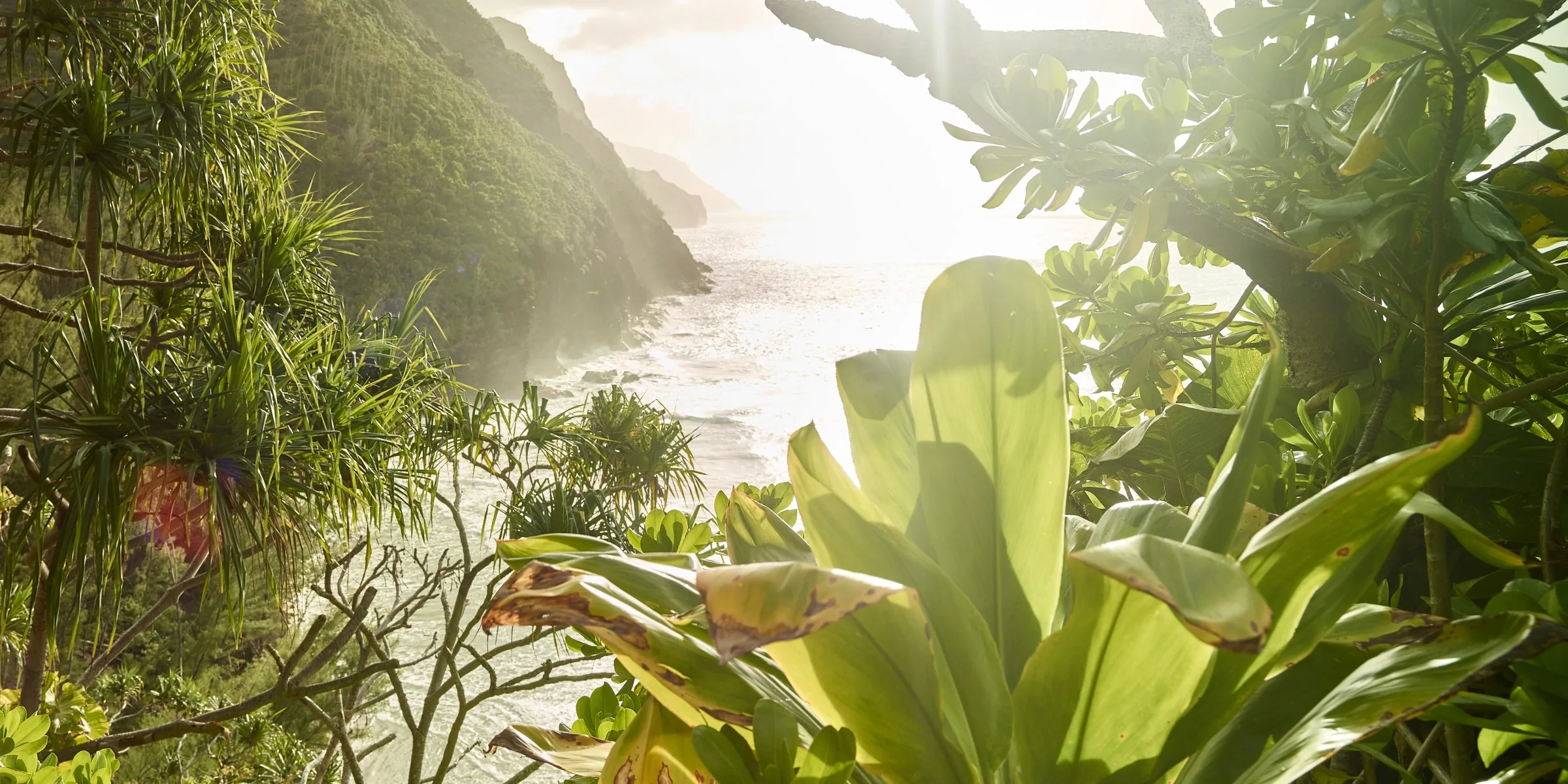 Late sun through coastal foliage on a steep green shoreline.