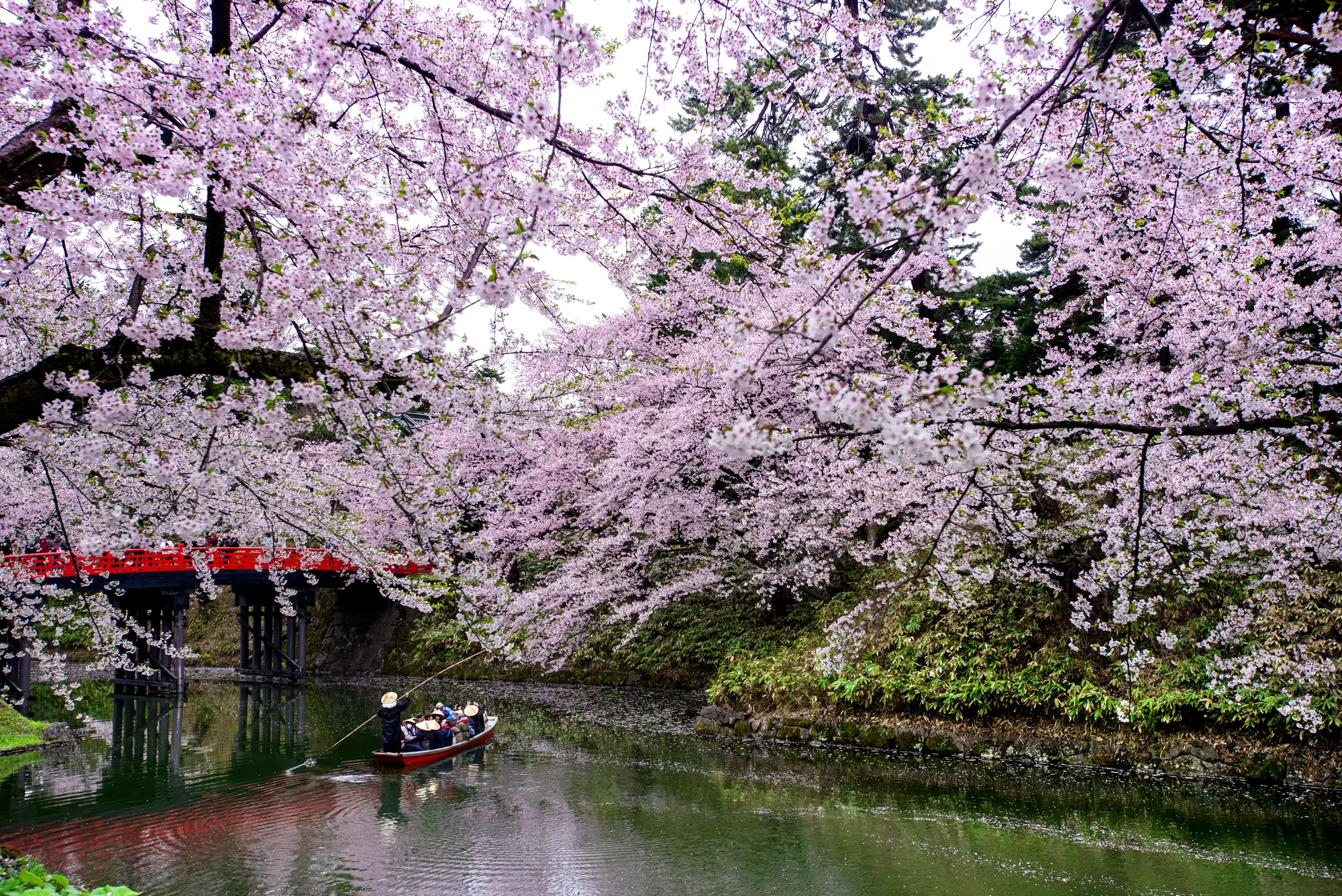 A small boat drifts along a river beneath cherry trees in full pink blossom, a red bridge in the distance.